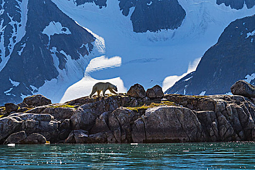 北极熊,走,岸边,斯瓦尔巴特群岛,夏天,觅食,挪威