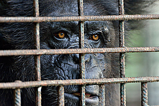 普通,黑猩猩,类人猿,后面,俘获,西南,区域,喀麦隆,非洲