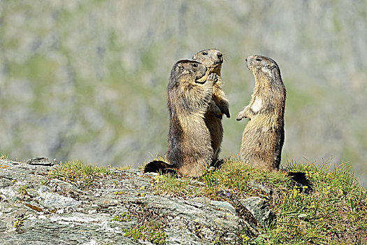 阿尔卑斯土拨鼠,旱獭,站立,圆,上陶恩山国家公园,提洛尔,奥地利,欧洲