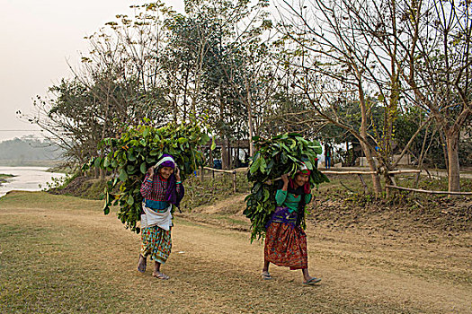 背山芋藤的尼泊尔老妇