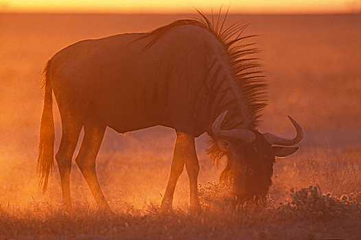 纳米比亚,埃托沙国家公园,蓝角马,角马,荒芜,草,日落