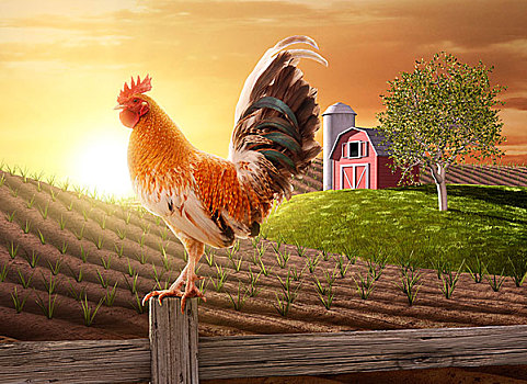 公鸡,栖息,农场,栅栏柱,太阳,后面