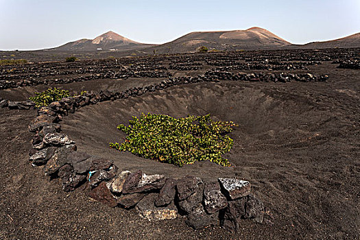 特色,葡萄园,干燥,培育,火山灰,火山岩,藤,兰索罗特岛,加纳利群岛,西班牙,欧洲