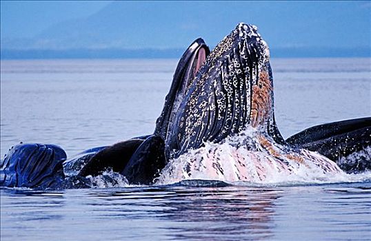 驼背鲸,喂食,声音,东南部,阿拉斯加