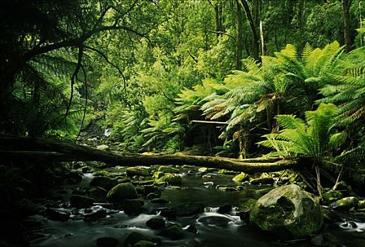 雨林,奥特威,国家公园,新南威尔士,澳大利亚