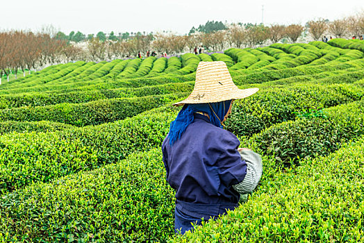 农民在茶园里采摘茶叶