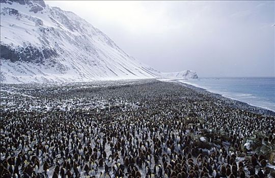 南极,南乔治亚,皇家,湾,局部,大,帝企鹅,生物群