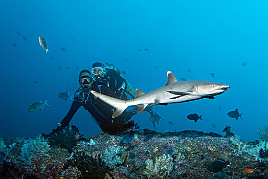 潜水,看,白色,尖,礁石,鲨鱼,频道,印度洋,南马累环礁,马尔代夫,亚洲