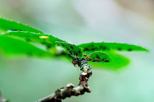 花椒树上的蚂蚁和病虫害蚜虫