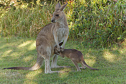 大灰袋鼠,灰袋鼠,女性,幼兽,哺乳,国家公园,新南威尔士,澳大利亚,次序
