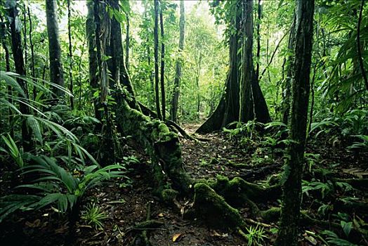 低地,雨林,树,生物学,研究站,哥斯达黎加