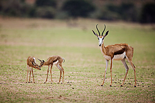 跳羚,幼兽,卡拉哈迪大羚羊国家公园,南非