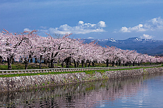 樱花,公园