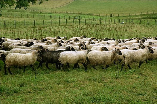 绿色,草地,羊群,山羊