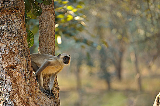 普通,叶猴,哈奴曼,猴子,长尾叶猴,树干,拉贾斯坦邦,国家公园,印度,亚洲