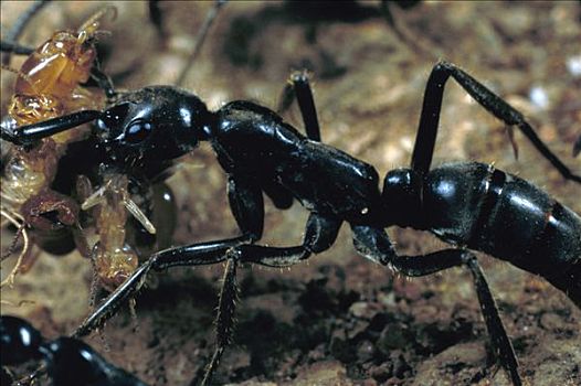 蚂蚁,白蚁,背影,窝,尼日利亚