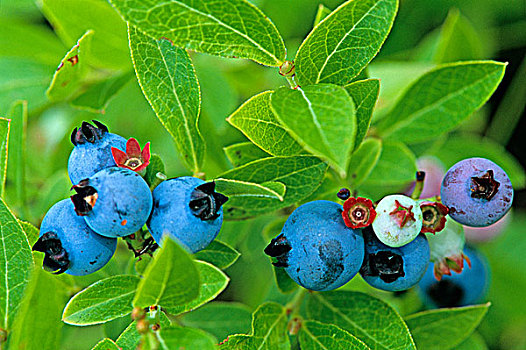 蓝莓,萨德伯里,安大略省,加拿大
