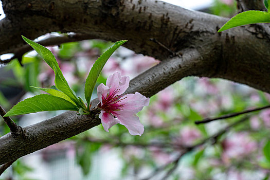 桃花春天盛开