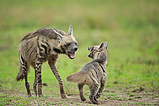 条纹,鬣狗,责斥,幼兽,恩戈罗恩戈罗,保护区,坦桑尼亚,非洲