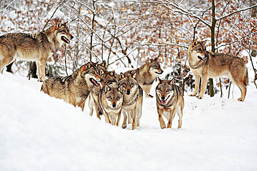 狼,雪地,野生动植物园,下萨克森,德国,欧洲