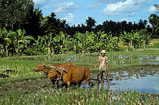 印度尼西亚,巴厘岛,农民,耕作,稻田,牛