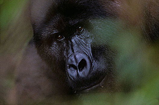 乌干达,国家公园,成年,雄性,银背大猩猩,山地大猩猩,大猩猩
