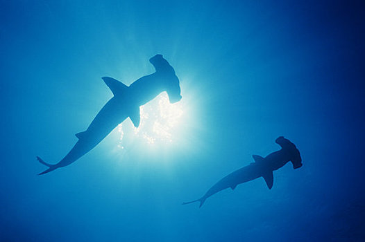 加拉帕戈斯群岛,两个,圆齿状,鲨鱼,蓝色,海洋,仰视