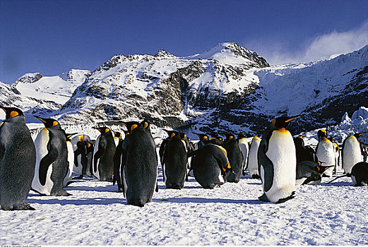 生物群,帝企鹅,金港,南乔治亚,南极