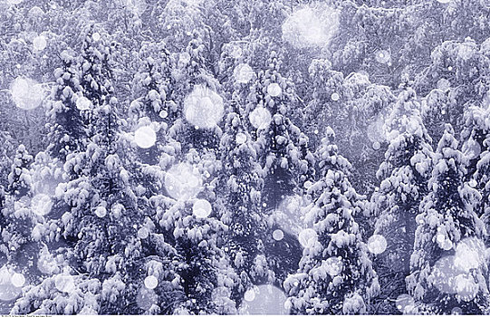 清新,下雪,树,班芙国家公园,艾伯塔省,加拿大