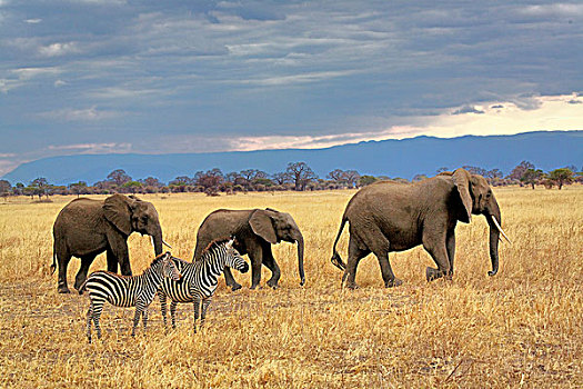 非洲象,斑马,塔兰吉雷国家公园,坦桑尼亚