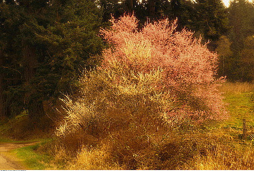 花,树