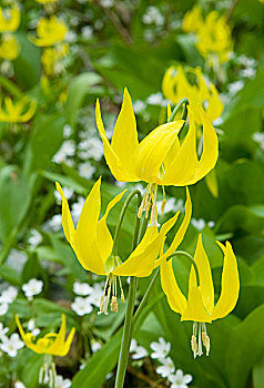 冰河,百合,猪牙花属植物,湖,柜子,山,荒野,国家森林,蒙大拿