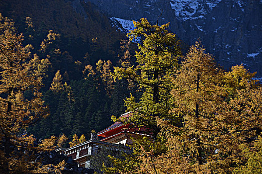 雪山秋天金黄色落叶松