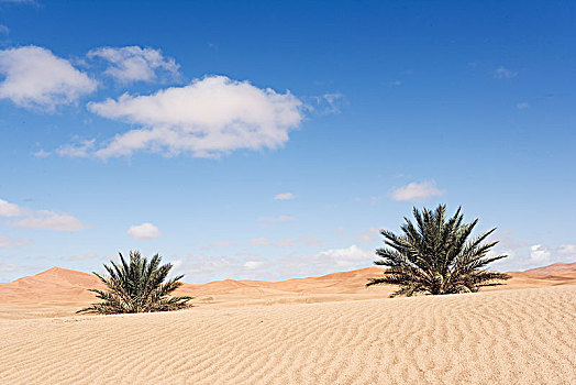 棕榈树,沙漠