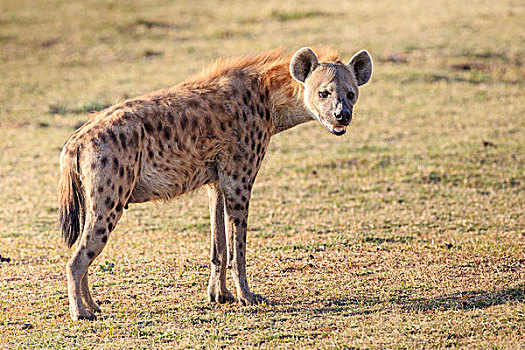 斑鬣狗,觅食,南卢安瓜国家公园,赞比亚,非洲