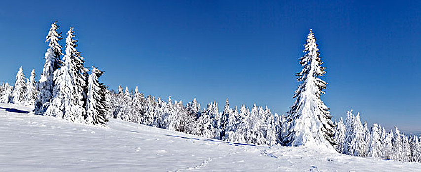 雪,树,冬季风景,山,黑森林,巴登符腾堡,德国,欧洲