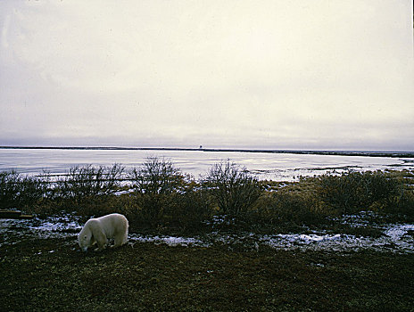 北极熊,哈得逊湾