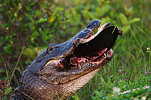 美国短吻鳄,吃,软,外皮,龟,大沼泽地国家公园,佛罗里达