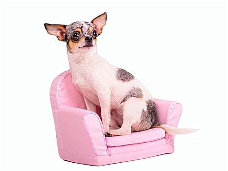 吉娃娃,小狗,坐,粉色,扶手椅