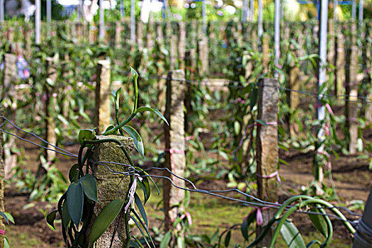 海南兴隆热带植物园,香兰草