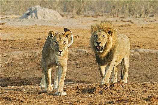 雄性,狮子,雌狮,萨维提,博茨瓦纳,非洲