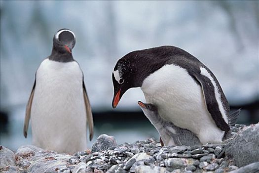 巴布亚企鹅,父母,幼禽,请求,食物,南极