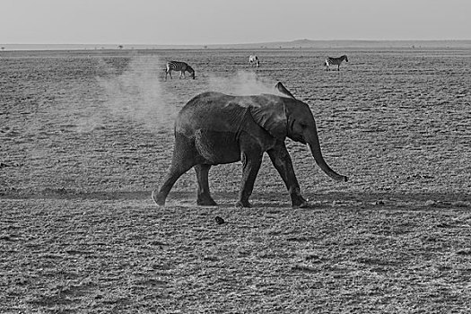 肯尼亚安博西里国家公园大象