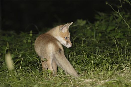 红狐,狐属,幼仔,夜晚