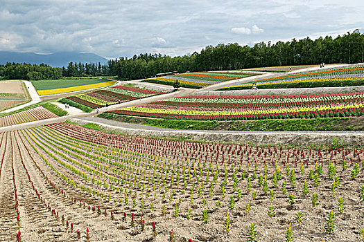 日本北海道美瑛花海