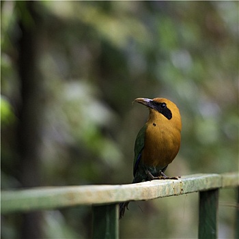野生动物,哥斯达黎加