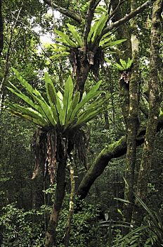 热带雨林,国家公园,北方,马达加斯加