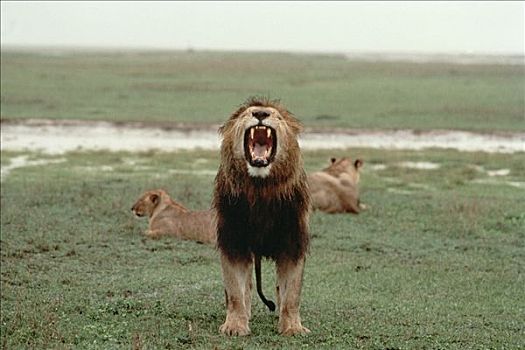 非洲狮,狮子,叫,暴风雨,塞伦盖蒂国家公园,坦桑尼亚