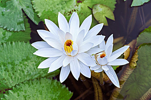 水生植物莲花