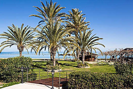 棕榈树,散步场所,海滩,地中海,塞浦路斯
